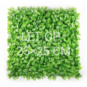 Dwergpeper Peperomia staal