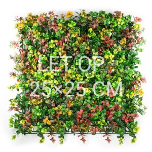 Leucadendron Multicolor staal