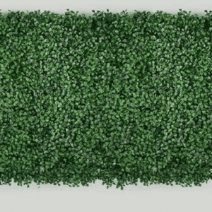 Buxus categorie